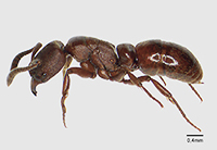 Insetos são considerados biomarcadores da saúde de um ecossistema; análise em áreas anteriormente ocupadas por eucaliptos foi realizada por pesquisadores da UMC (foto: Silvia Sayuri Suguituru)